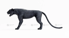 黑豹绑定模型  Black Panther Rigged