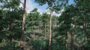 【UE】树木 松树  Trees  Pine Tree