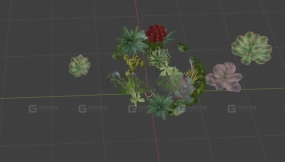 多肉绿植 Succulent green plants