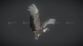 【UE】秃鹫老鹰  Vulture