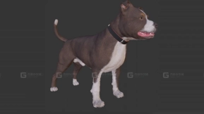 狗 Dog 31