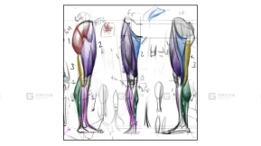 解剖学基础 II – 手臂与腿部 Anatomy Fundamentals II Arms and Legs