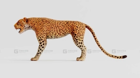 豹子绑定模型  Leopard Rigged