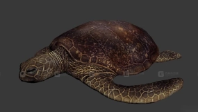 乌龟 Turtle 10