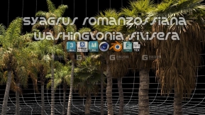 棕榈树植物树木3D模型 Renderhub – Syagrus Romanzoffiana and Washingtonia Filifera