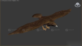 鸡鹰 Chickenhawk 11