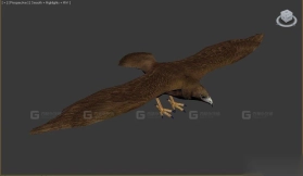 鸡鹰 Chickenhawk 11