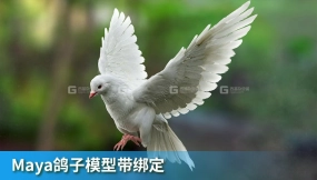 Maya绑定好的鸽子模型 TurboSquid – DisneyTD – Dove Fur Anatomy