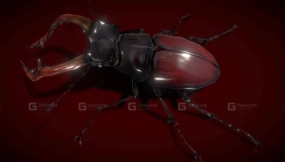 写实锹形甲虫昆虫模型 Stag Beetle Lowpolys 3D