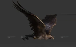 鹰 Hawk 44