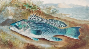 复古海洋鱼类插图集参考素材 Vintage marine fish illustration collection reference materials