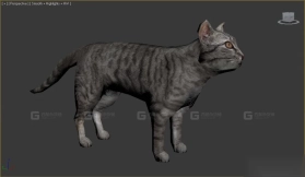 猫 Cat 11