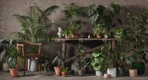 绿植盆栽室内植物3D模型 3DCollective – Interior Plants Pack 01