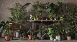 绿植盆栽室内植物3D模型 3DCollective – Interior Plants Pack 01