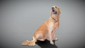 金毛寻回犬 38 Golden retriever 38
