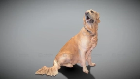 金毛寻回犬 38 Golden retriever 38