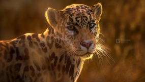 美洲豹模型 Jaguar (Panthera Onca) Animation