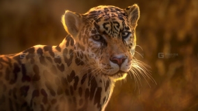 美洲豹模型 Jaguar (Panthera Onca) Animation