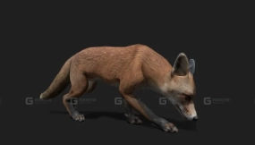 逼真狐狸3D模型 2.0 Realistic Fox 3D Model 2.0