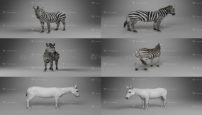 斑马模型 VFX Grace – Zebra Animation
