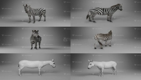 斑马模型 VFX Grace – Zebra Animation