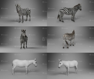 斑马模型 VFX Grace – Zebra Animation