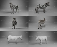 斑马模型 VFX Grace – Zebra Animation