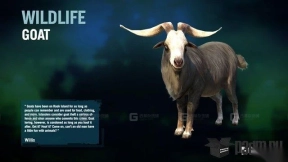 山羊 Goat 33