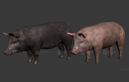 猪 Pig 18