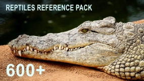 600张爬行动物参考图片 Theo Baudoin - 600+ Reptiles - Pack References