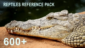 600张爬行动物参考图片 Theo Baudoin - 600+ Reptiles - Pack References