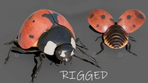 瓢虫  Ladybug Coccinella