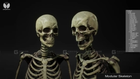 【UE】模块化骷髅骨架 Modular Skeleton