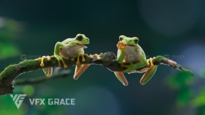 树蛙青蛙模型 VFX Grace – Tree Frog Animated