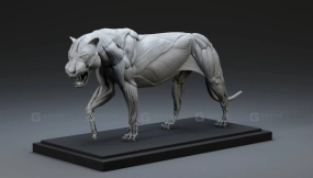老虎肌肉骨骼解剖模型 Tiger Ecorche Pose