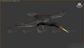 鸬鹚 Cormorant 10