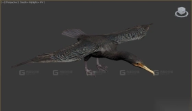 鸬鹚 Cormorant 10