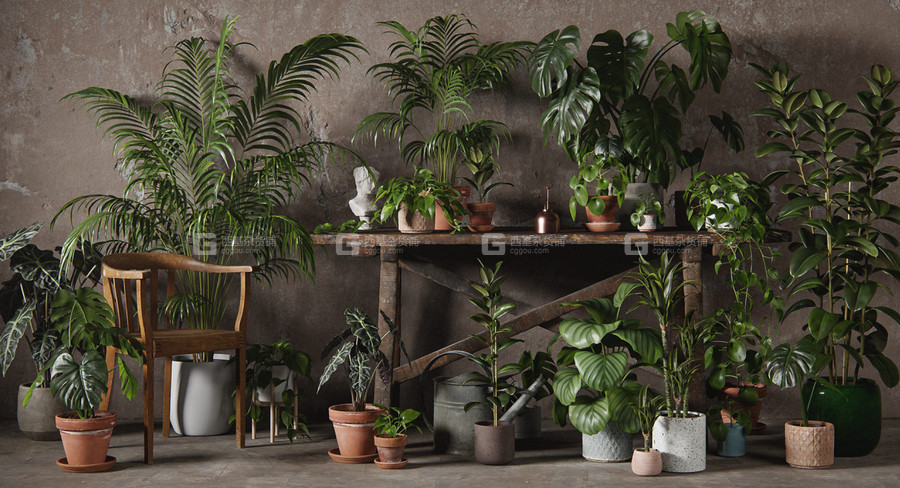 绿植盆栽室内植物3D模型 3DCollective – Interior Plants Pack 01_未分类_三维模型_资源素材_西基杂货铺