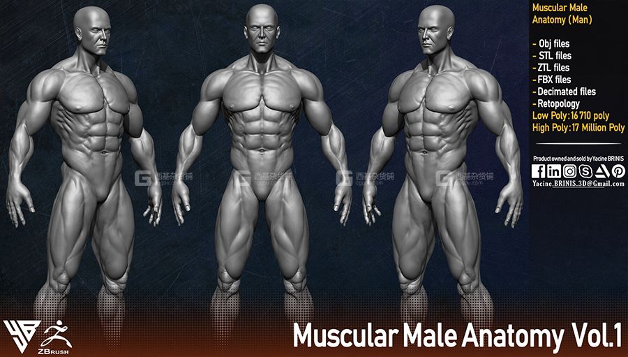 男性人体肌肉结构3D模型 Muscular Male Anatomy Human Base Mesh_004.jpg