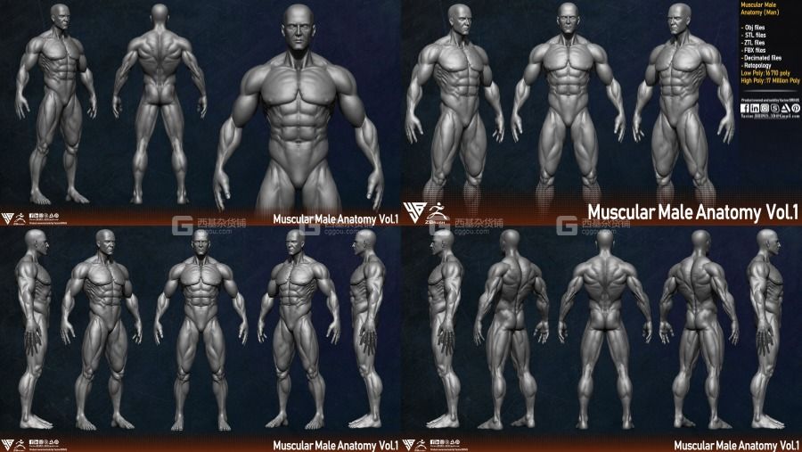 男性人体肌肉结构3D模型 Muscular Male Anatomy Human Base Mesh_003.jpg
