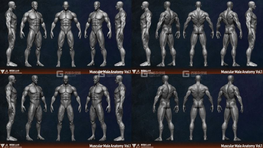 男性人体肌肉结构3D模型 Muscular Male Anatomy Human Base Mesh_002.jpg