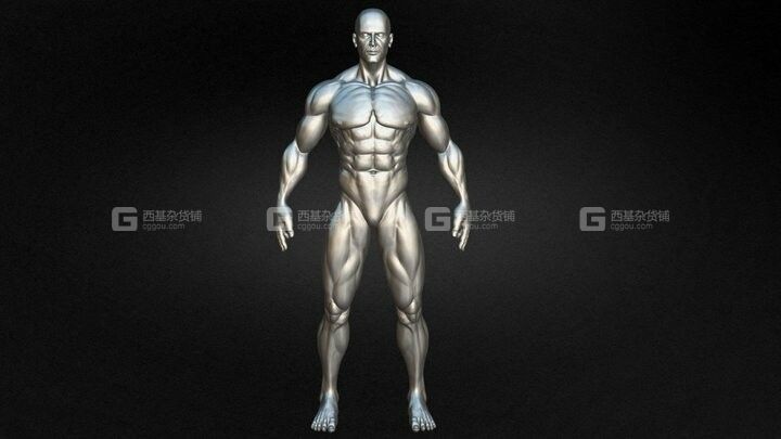 男性人体肌肉结构3D模型 Muscular Male Anatomy Human Base Mesh_001.jpg