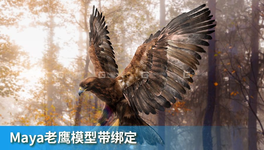 Maya绑定好的老鹰模型 TurboSquid – DisneyTD – Golden Eagle Fur Rigged_08.jpg