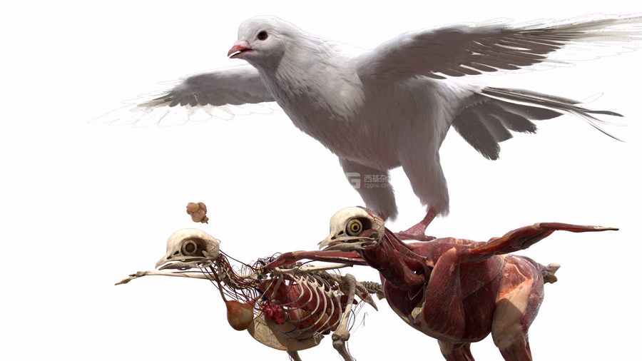 TurboSquid – DisneyTD – Dove Fur Anatomy_18.avif