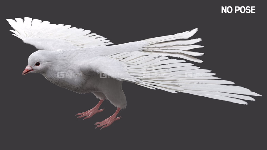 TurboSquid – DisneyTD – Dove Fur Anatomy_12.avif