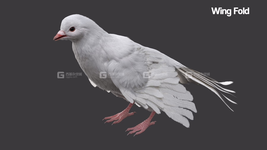 TurboSquid – DisneyTD – Dove Fur Anatomy_13.avif