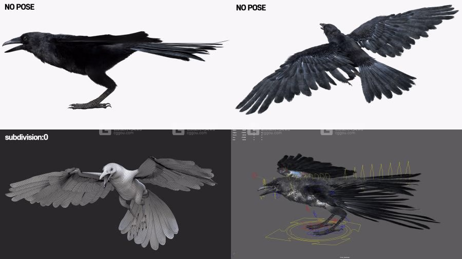 TurboSquid – DisneyTD – Crow Fur Anatomy_28.avif