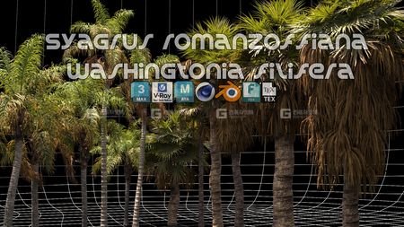 棕榈树植物树木3D模型 Renderhub – Syagrus Romanzoffiana and Washingtonia Filifera_05.jpg