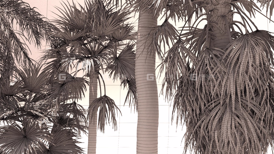棕榈树植物树木3D模型 Renderhub – Syagrus Romanzoffiana and Washingtonia Filifera_08.avif