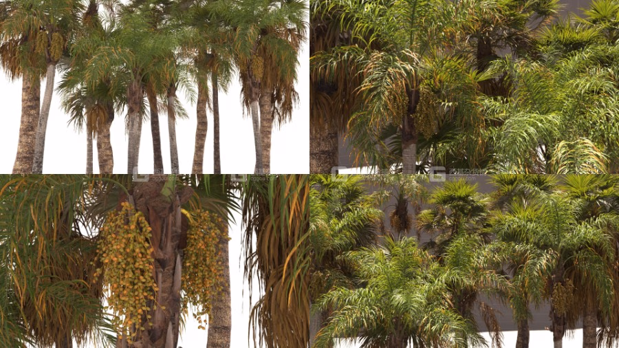 棕榈树植物树木3D模型 Renderhub – Syagrus Romanzoffiana and Washingtonia Filifera_16.avif